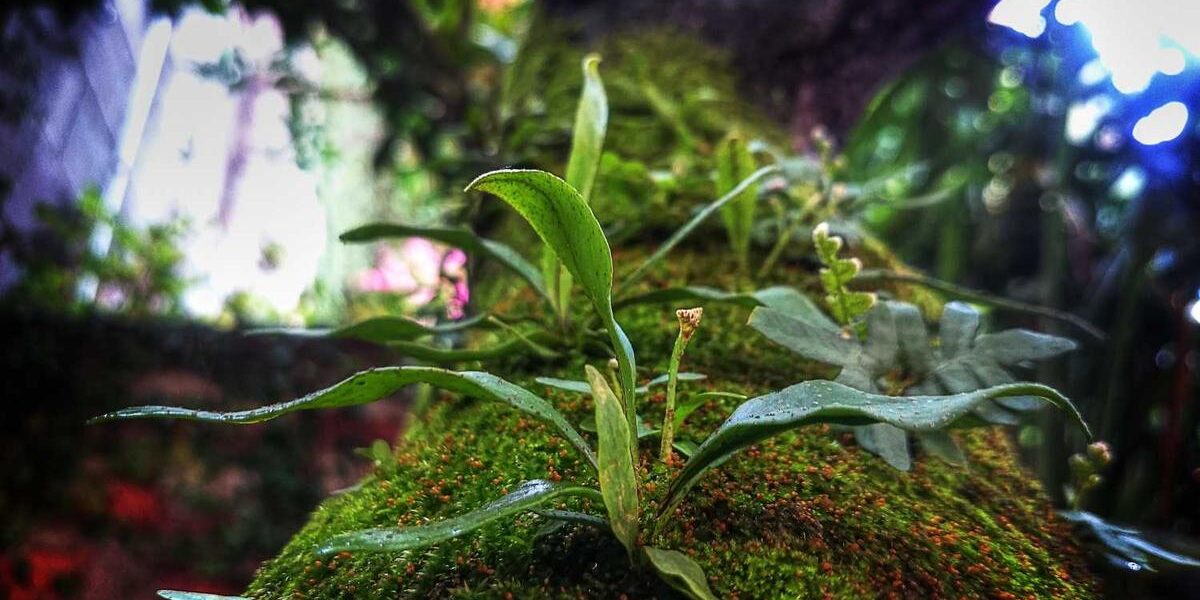 Blue Willow Cafe Tucson: Menu and Location